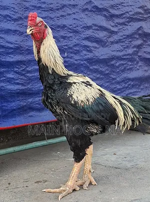 Asil Rooster