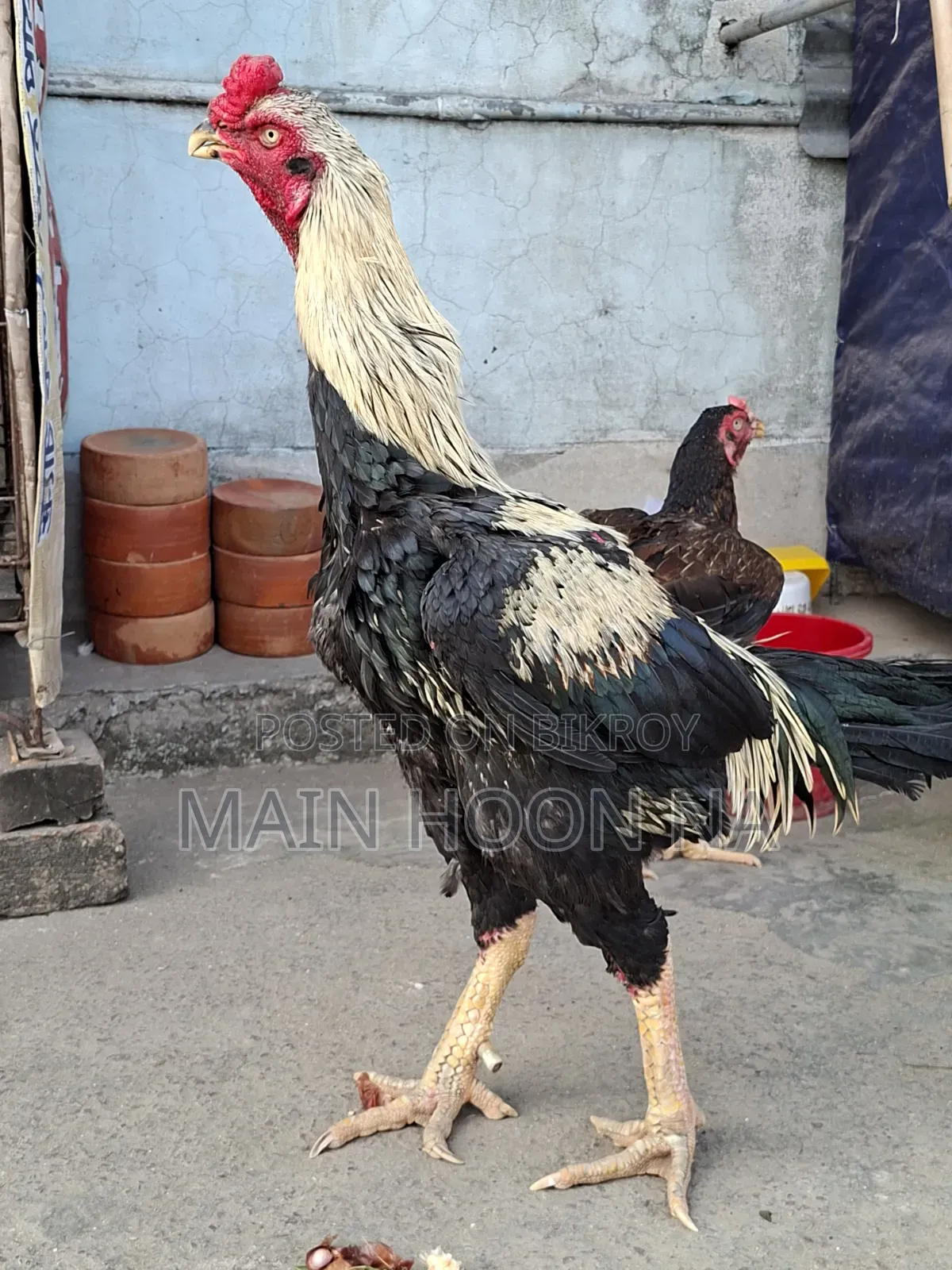 Asil Rooster