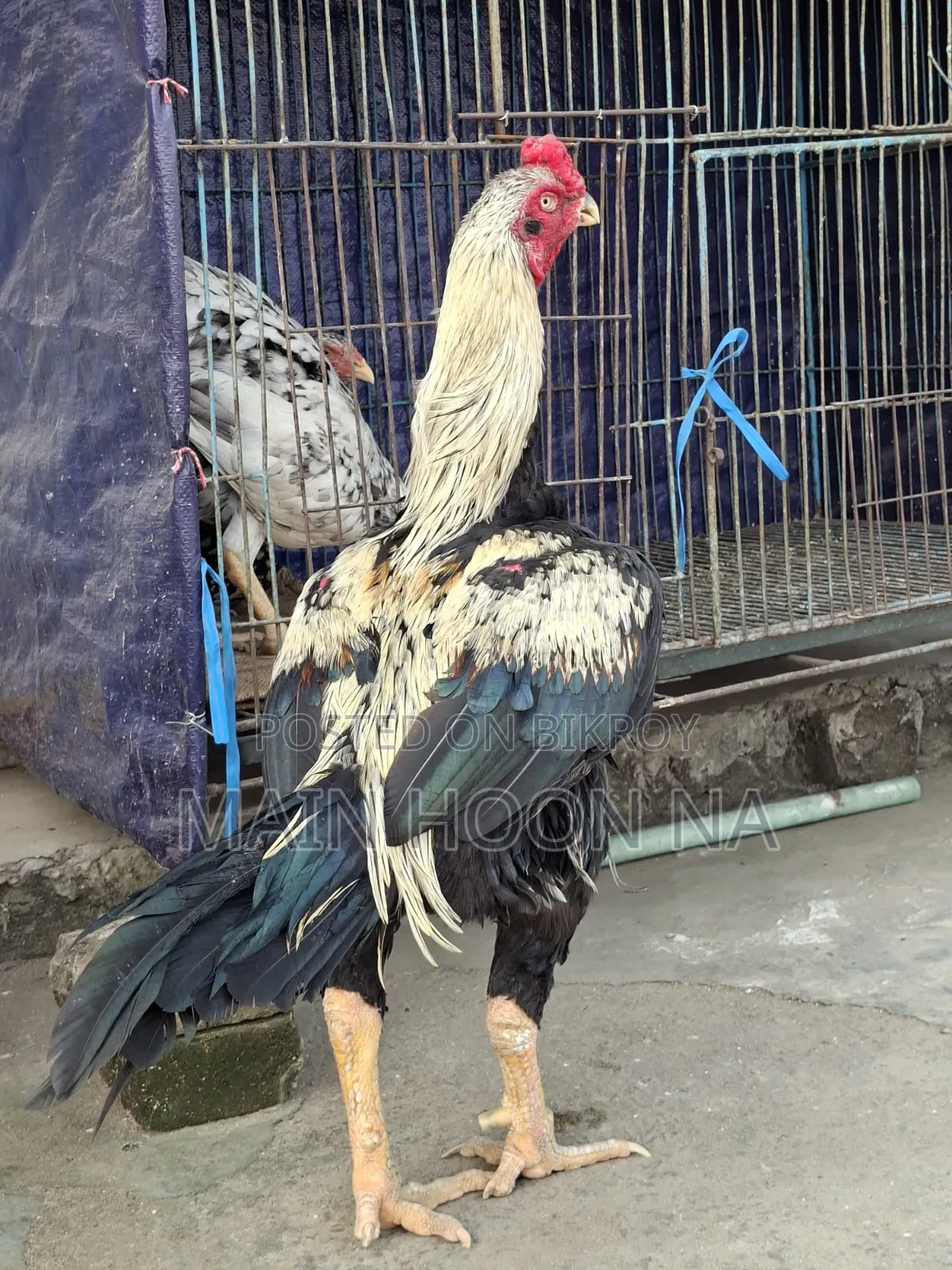 Asil Rooster