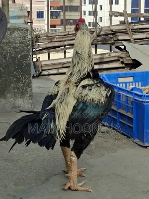Asil Rooster