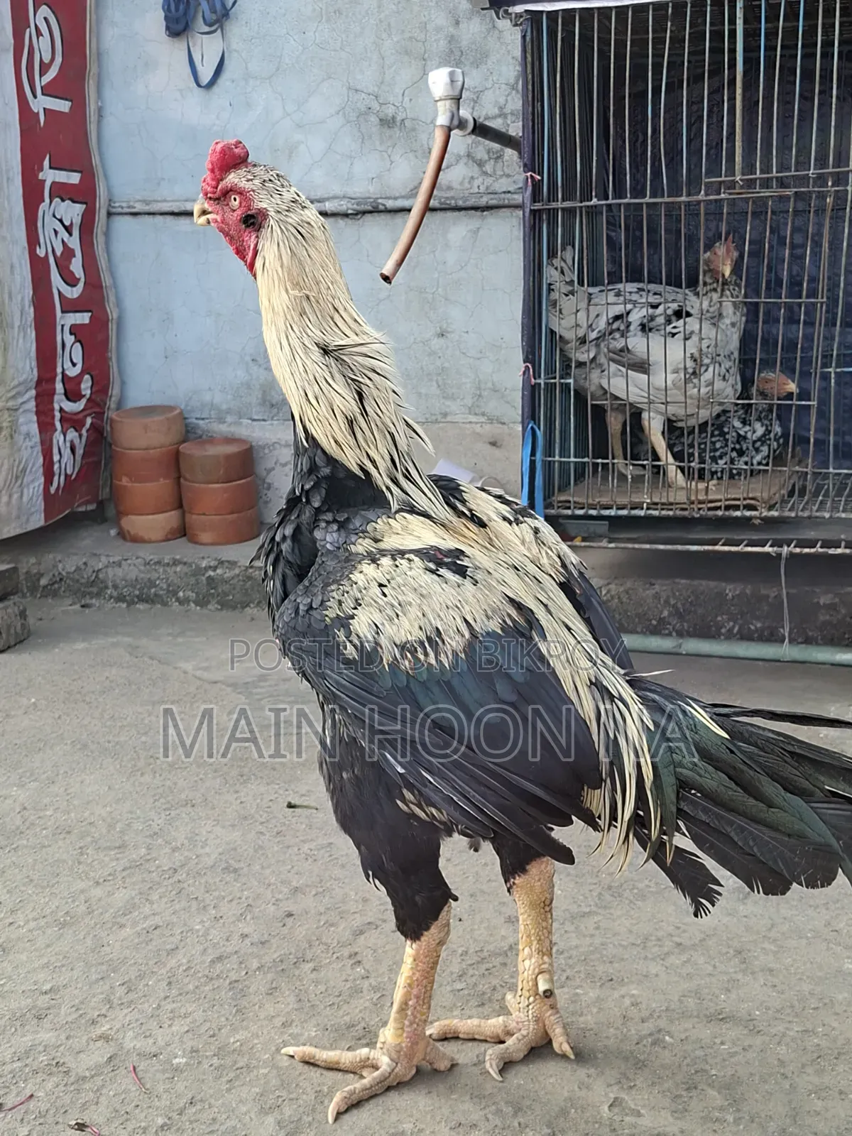 Asil Rooster