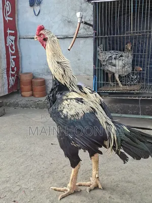 Asil Rooster
