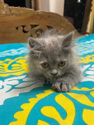 1-3 months Female Purebred Persian