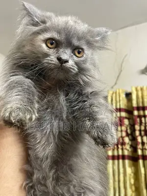 1-3 months Female Purebred Persian