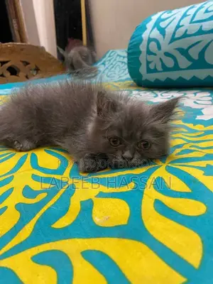 1-3 months Female Purebred Persian