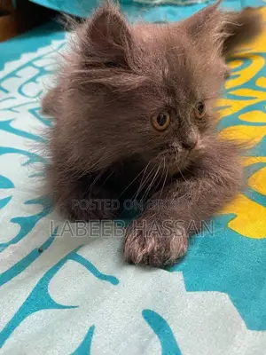 1-3 months Female Purebred Persian
