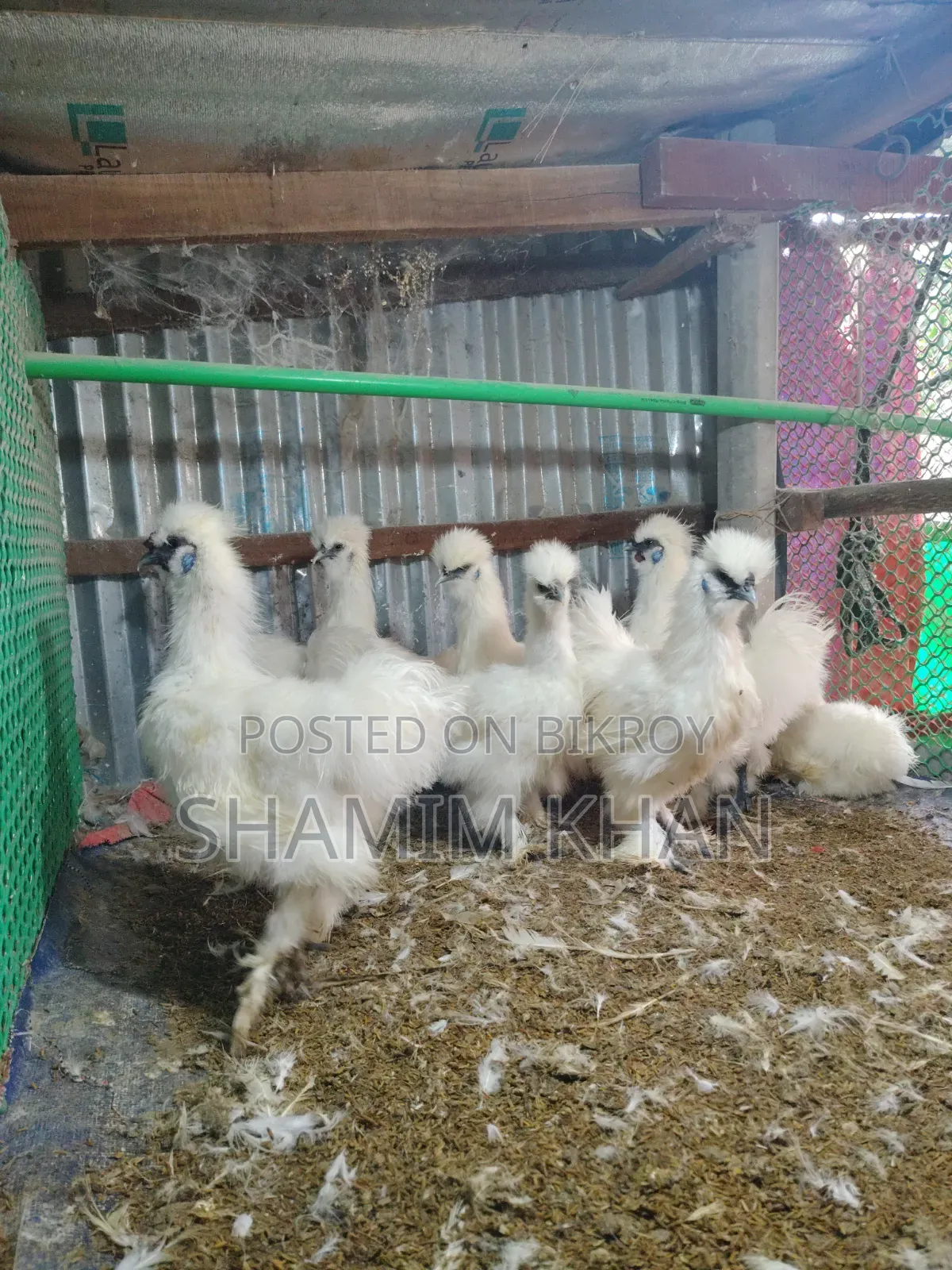 New Adult Dollface Silkie for Sale