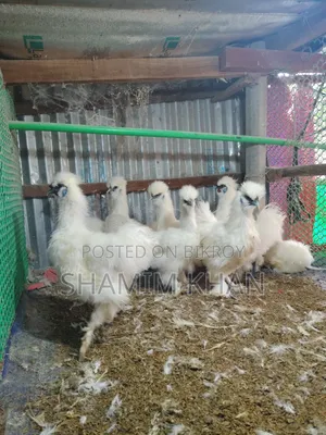 New Adult Dollface Silkie for Sale