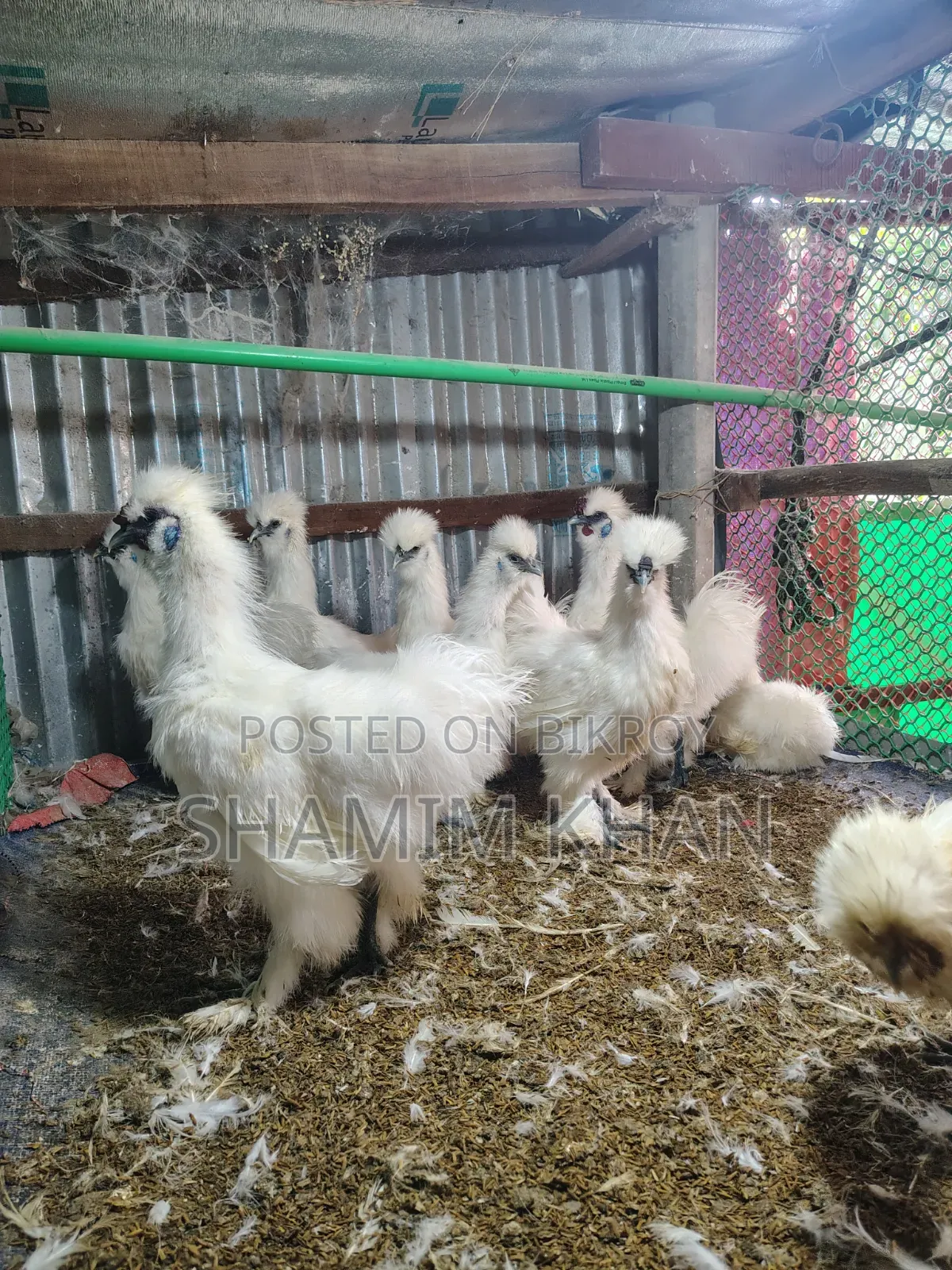 New Adult Dollface Silkie for Sale