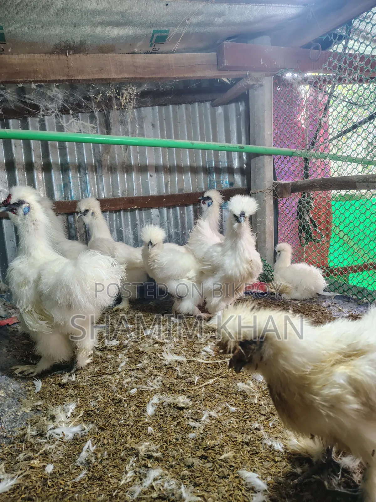 New Adult Dollface Silkie for Sale