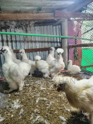 New Adult Dollface Silkie for Sale