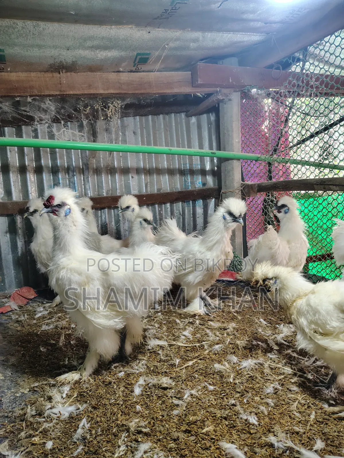 New Adult Dollface Silkie for Sale