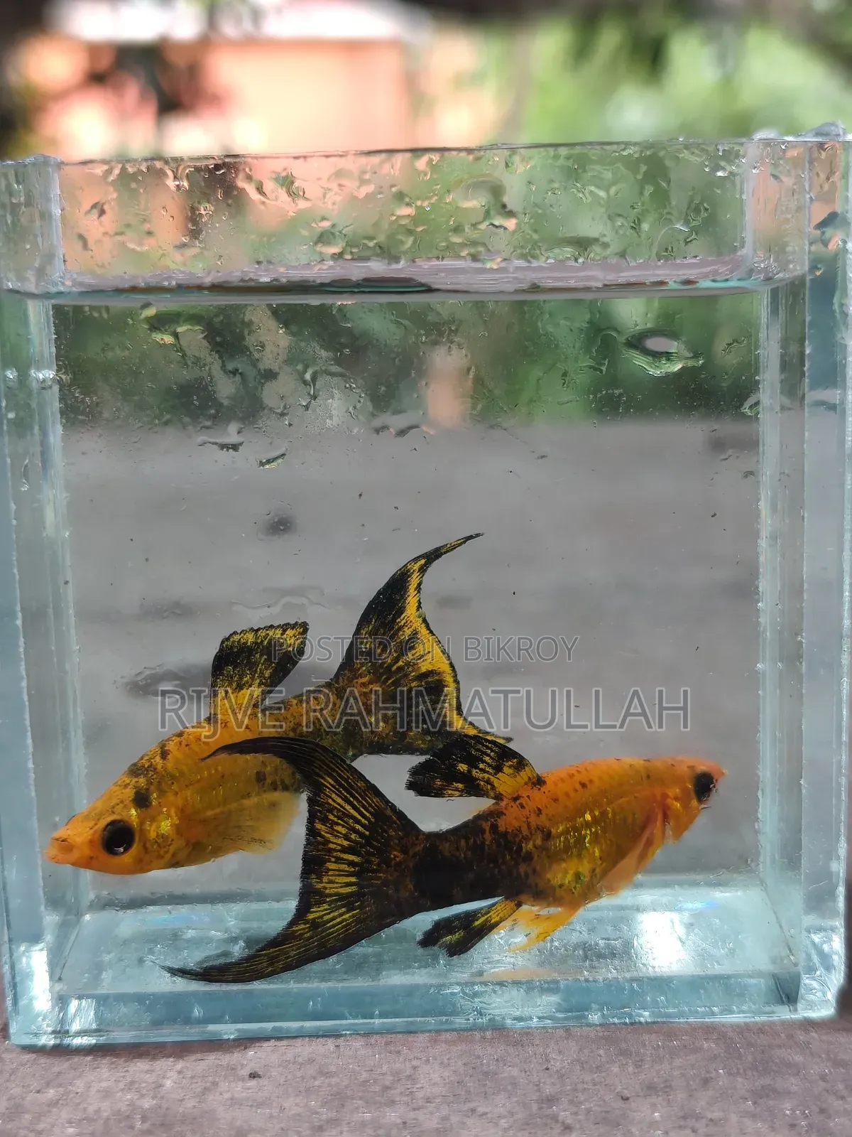 গোল্ড ডাস্ট বেলুন মলি ও মুনটেল মলি বিক্রি করা হবে।