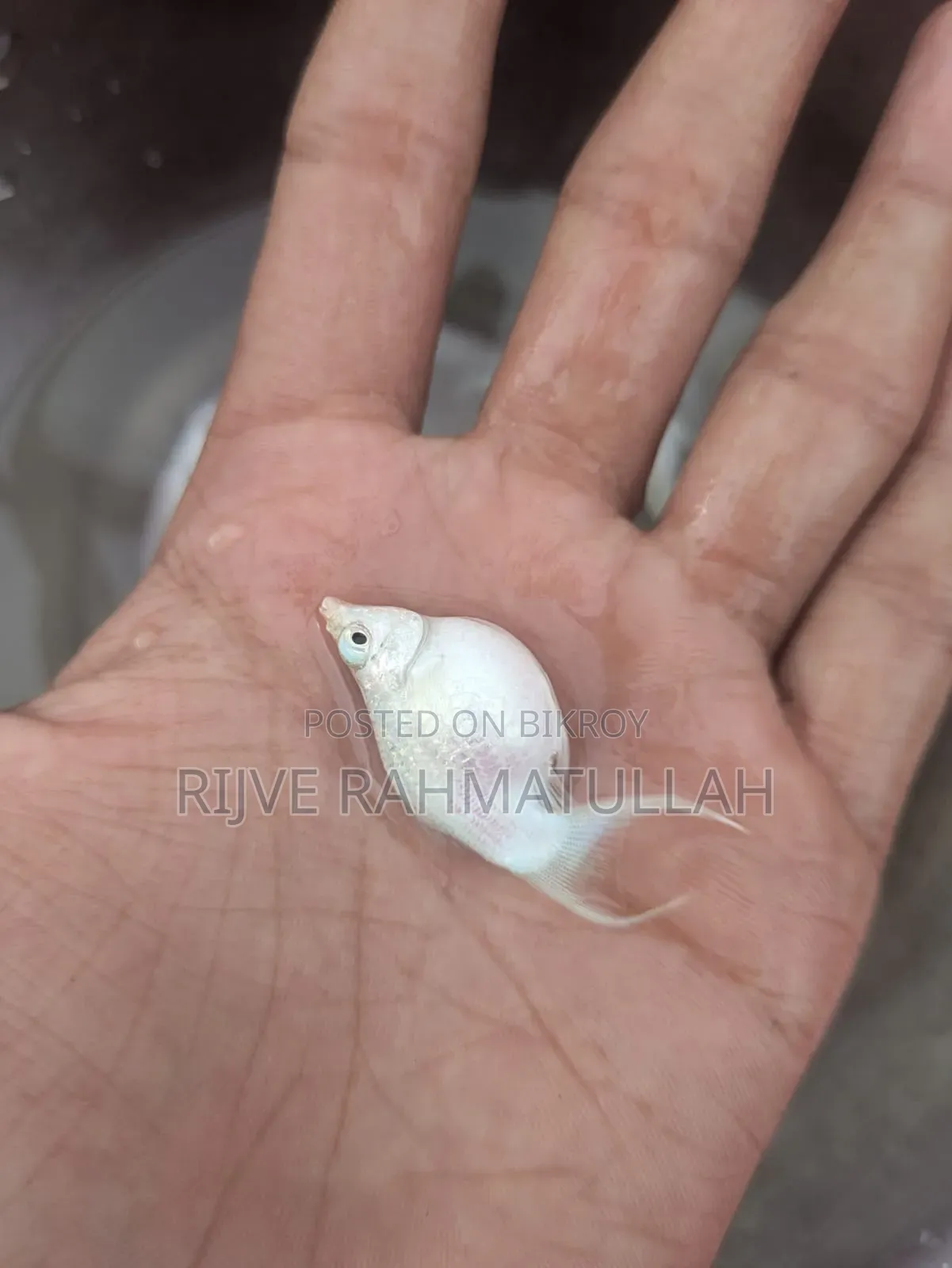 গোল্ড ডাস্ট বেলুন মলি ও মুনটেল মলি বিক্রি করা হবে।