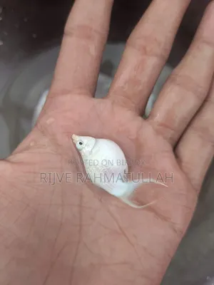 গোল্ড ডাস্ট বেলুন মলি ও মুনটেল মলি বিক্রি করা হবে।
