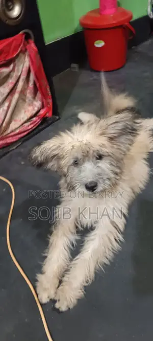 3-6 months Female Purebred Lhasa Apso