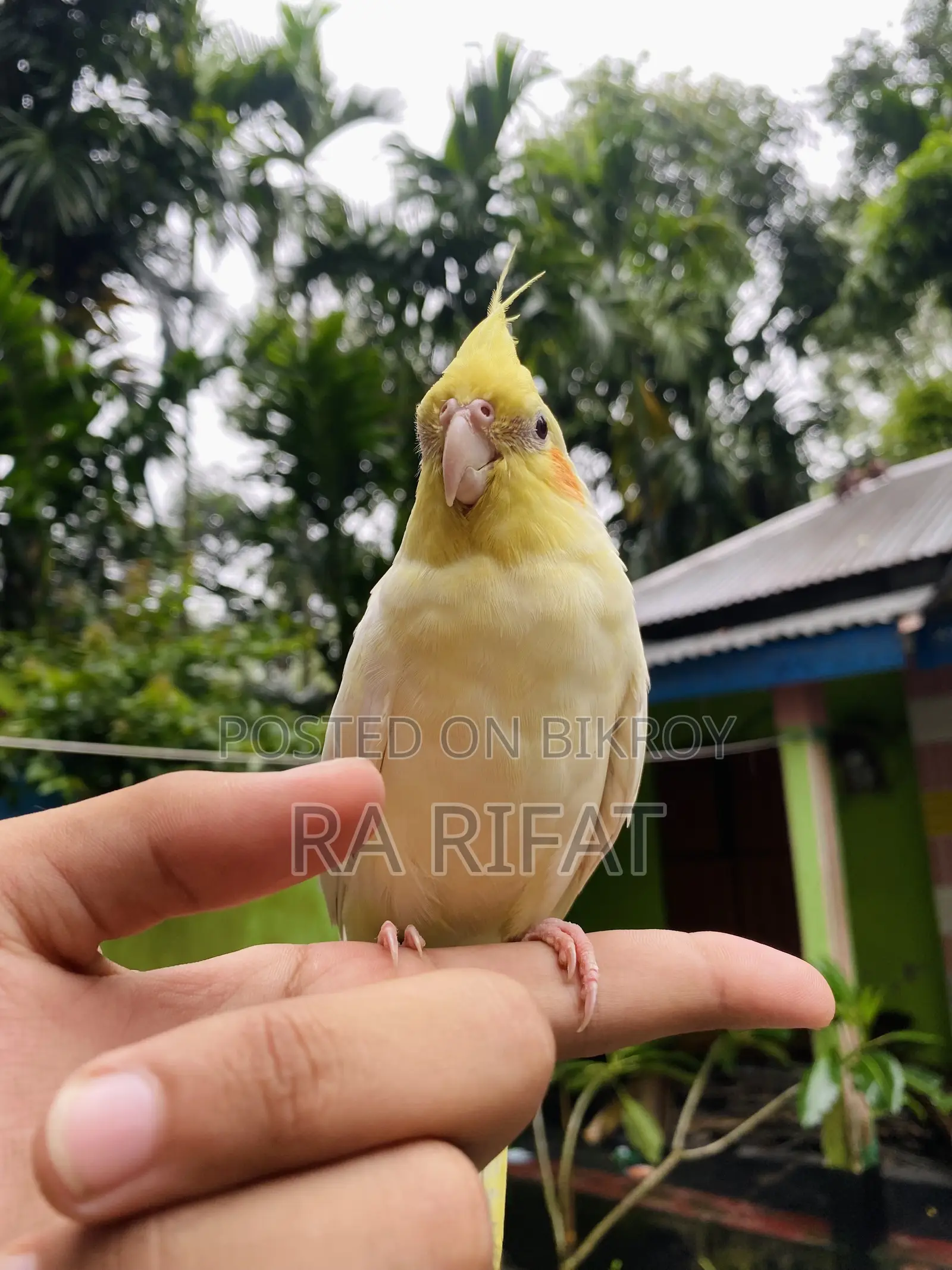 Tame Cockatiel Bird