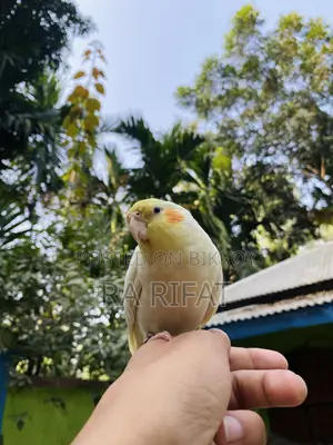 Tame Cockatiel Bird