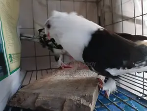 ব্ল্যাক লেস সাটিন