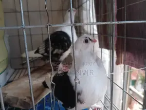 ব্ল্যাক লেস সাটিন