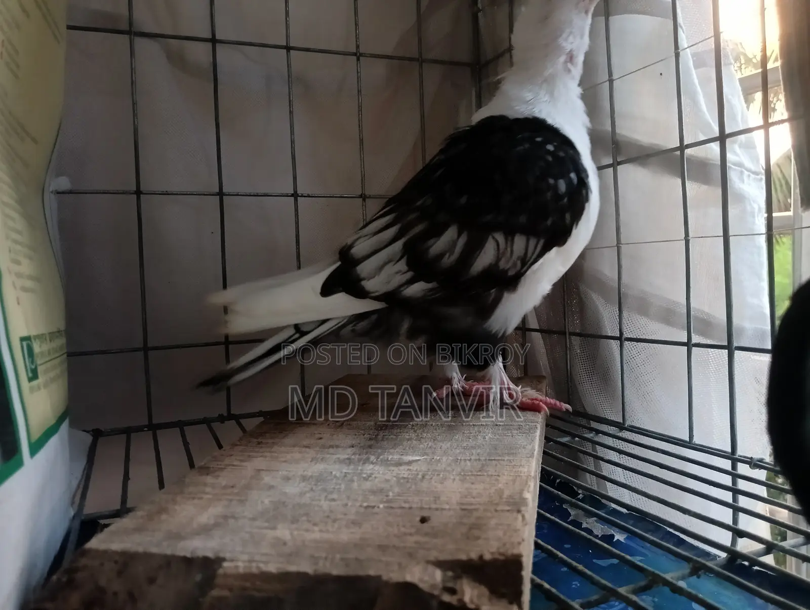 ব্ল্যাক লেস সাটিন