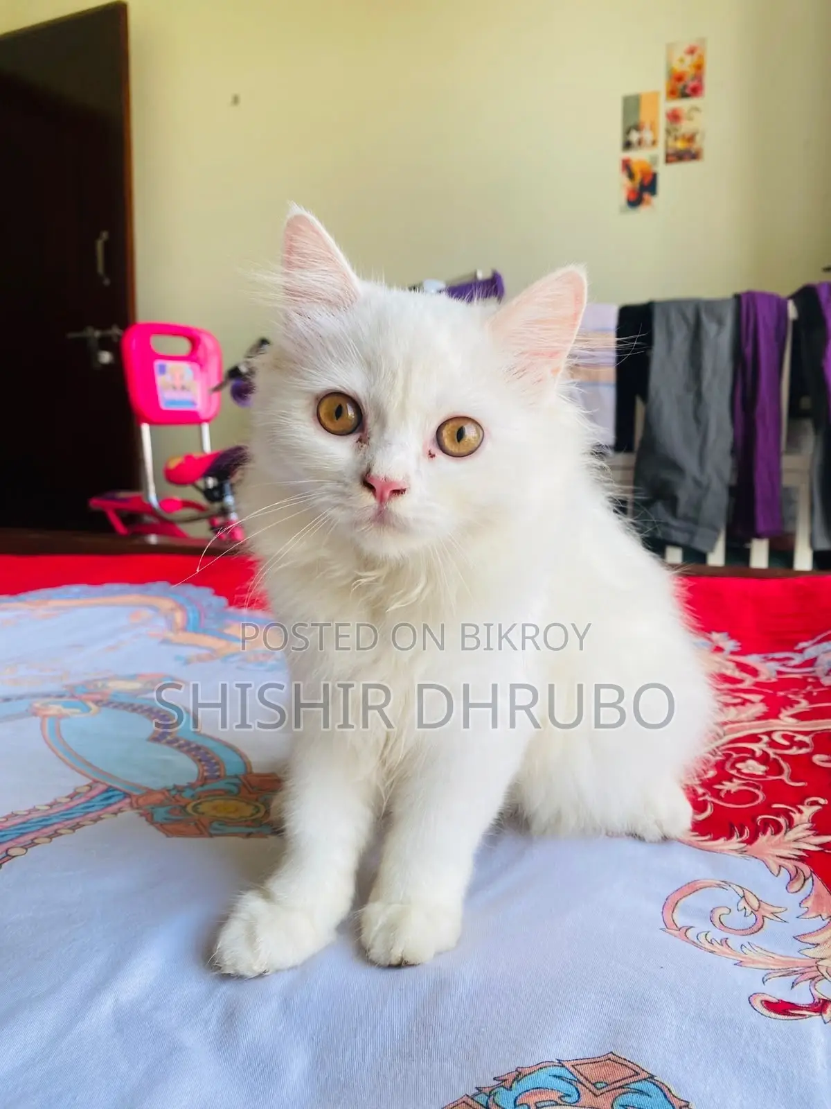 3-6 months Female Purebred Persian