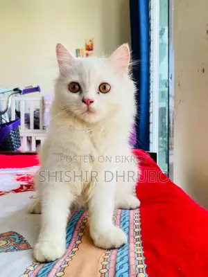 3-6 months Female Purebred Persian