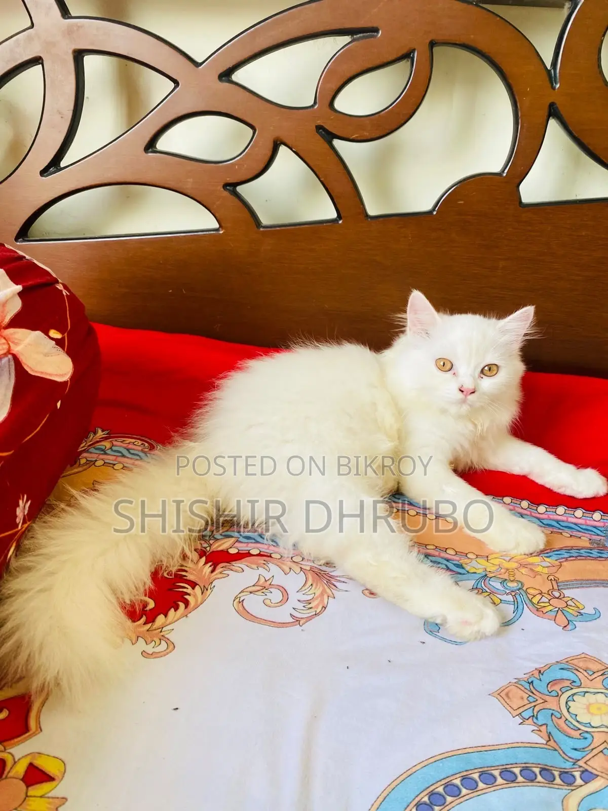 3-6 months Female Purebred Persian