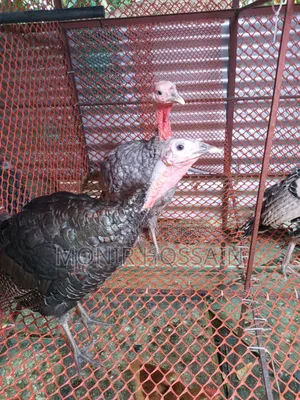 Turkey Chicken
