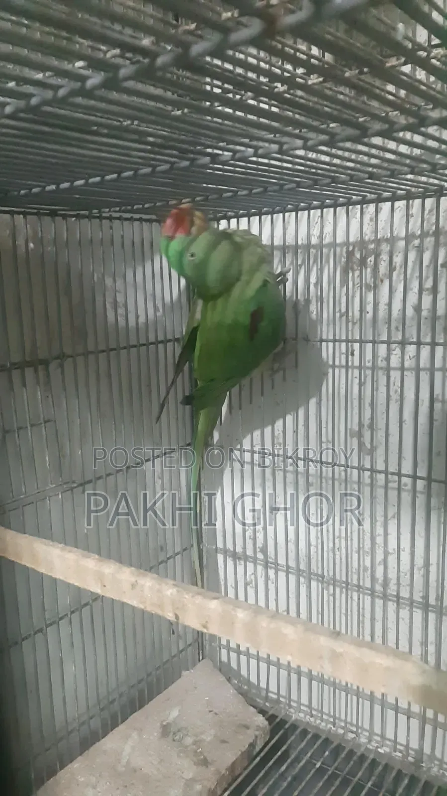 Alexandria Parakeet