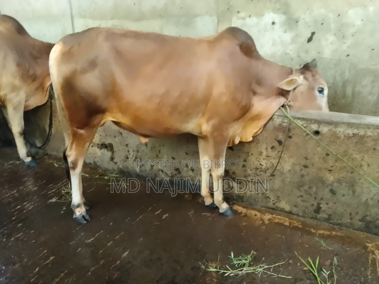 100% native breed cow for sale,,,.