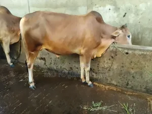 100% native breed cow for sale,,,.