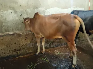 100% native breed cow for sale,,,.