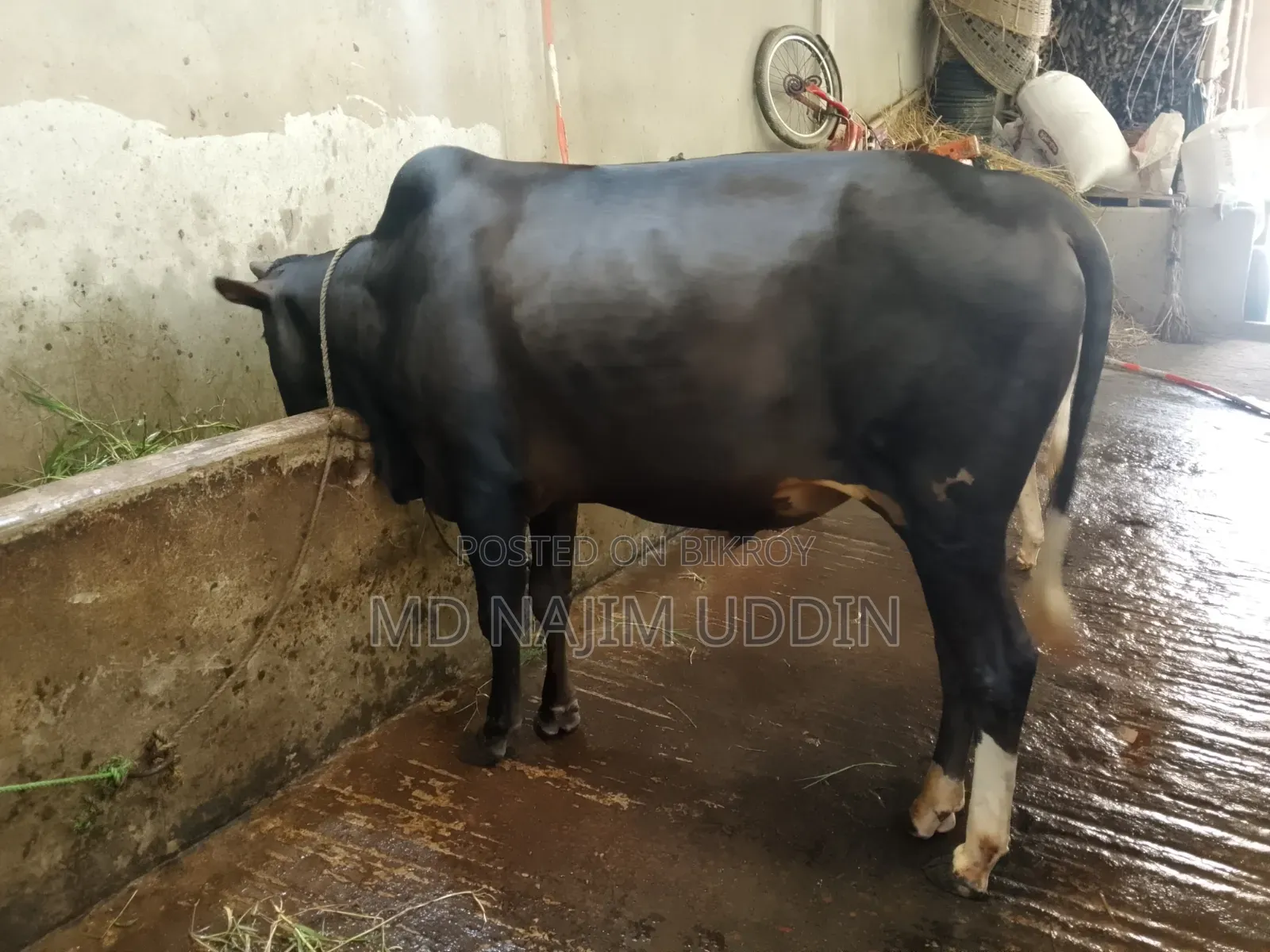 100% native breed cow for sale,,,.
