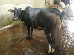 100% native breed cow for sale,,,.