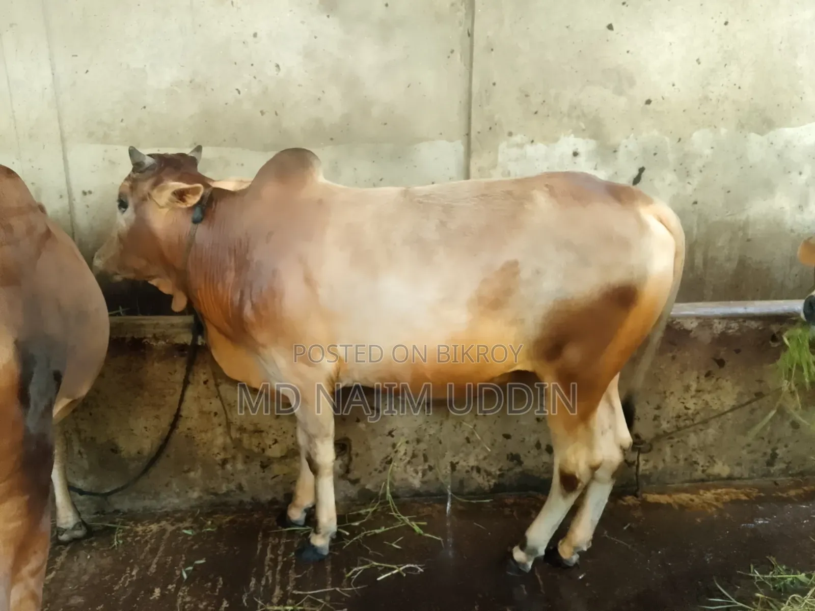 100% native breed cow for sale,,,.