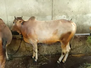 100% native breed cow for sale,,,.