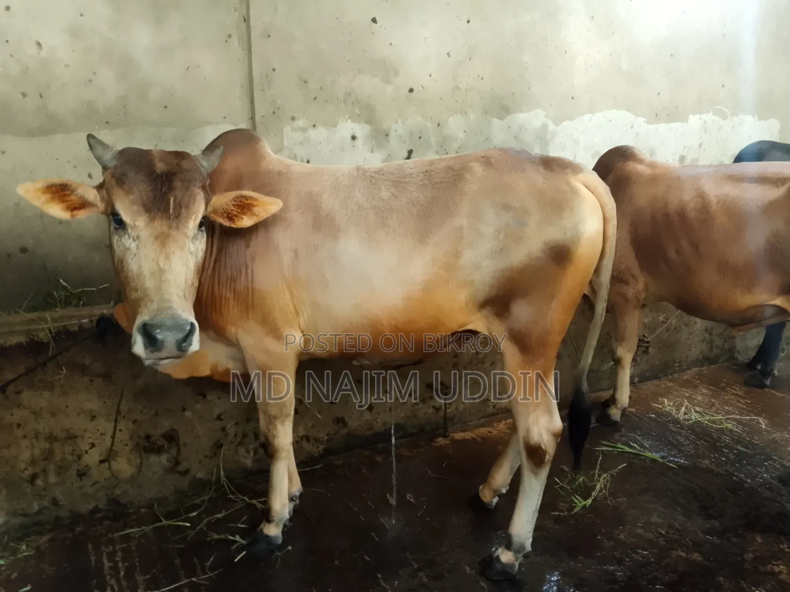100% native breed cow for sale,,,.