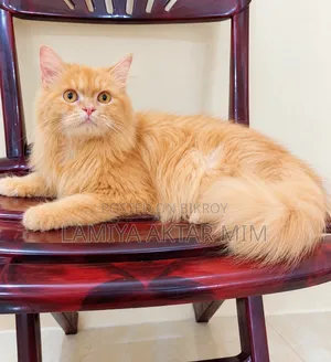 3-6 months Male Purebred Persian