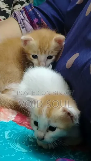 1-3 months Female Mixed Breed Cat