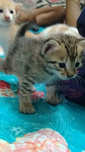 1-3 months Female Mixed Breed Cat