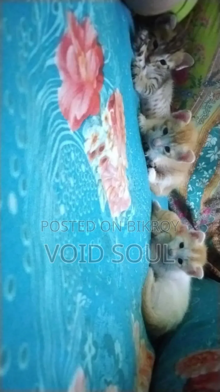 1-3 months Female Mixed Breed Cat