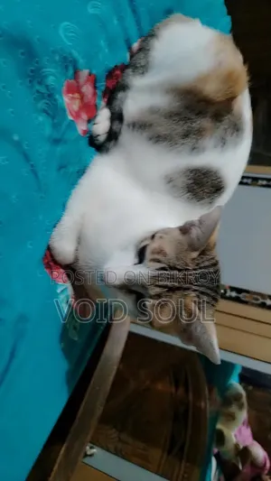 1-3 months Female Mixed Breed Cat