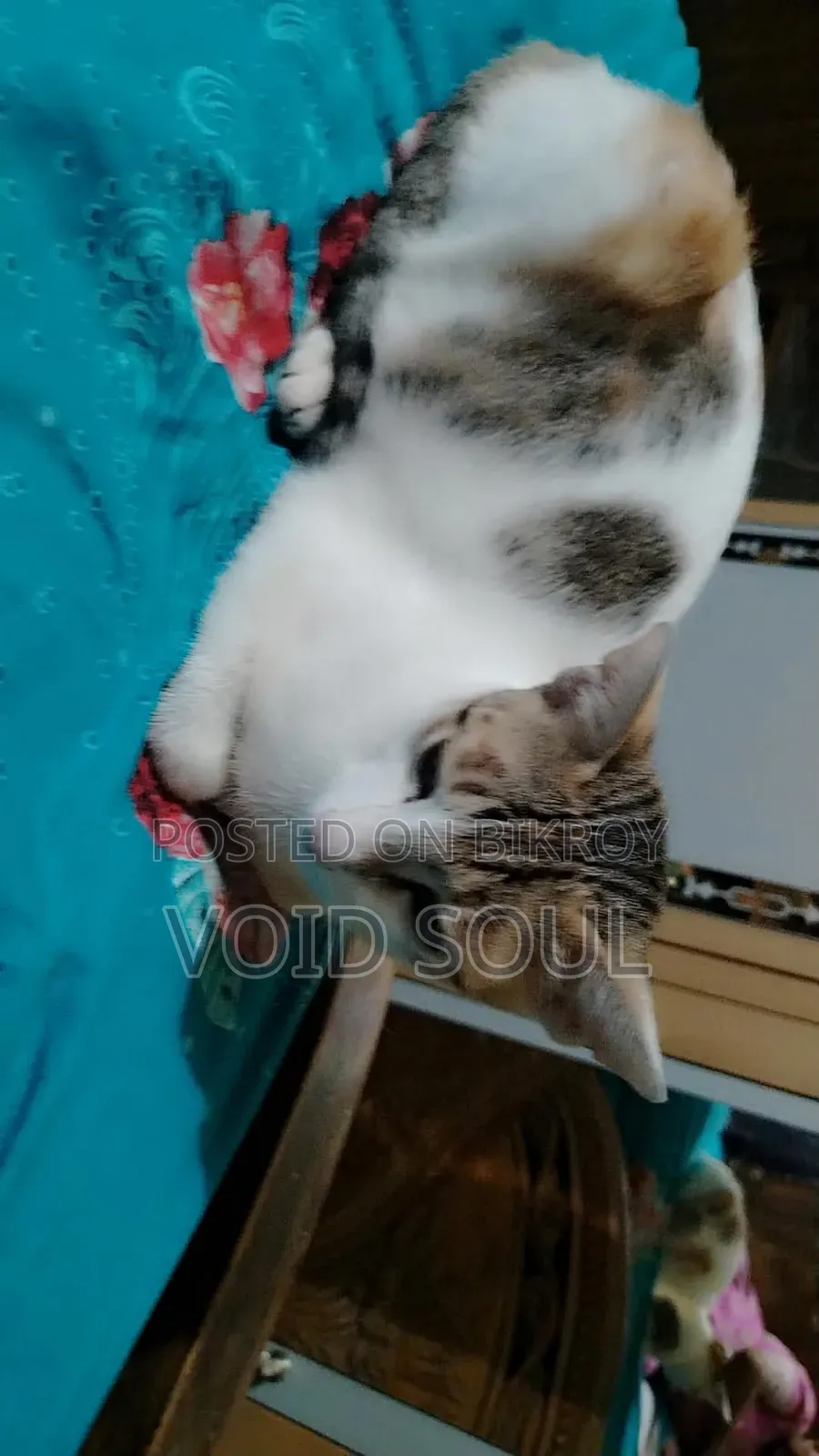 1-3 months Female Mixed Breed Cat