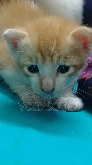 1-3 months Female Mixed Breed Cat