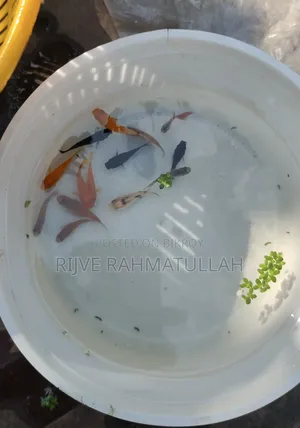 কিছু মিক্স মলি বিক্রি করা হবে।