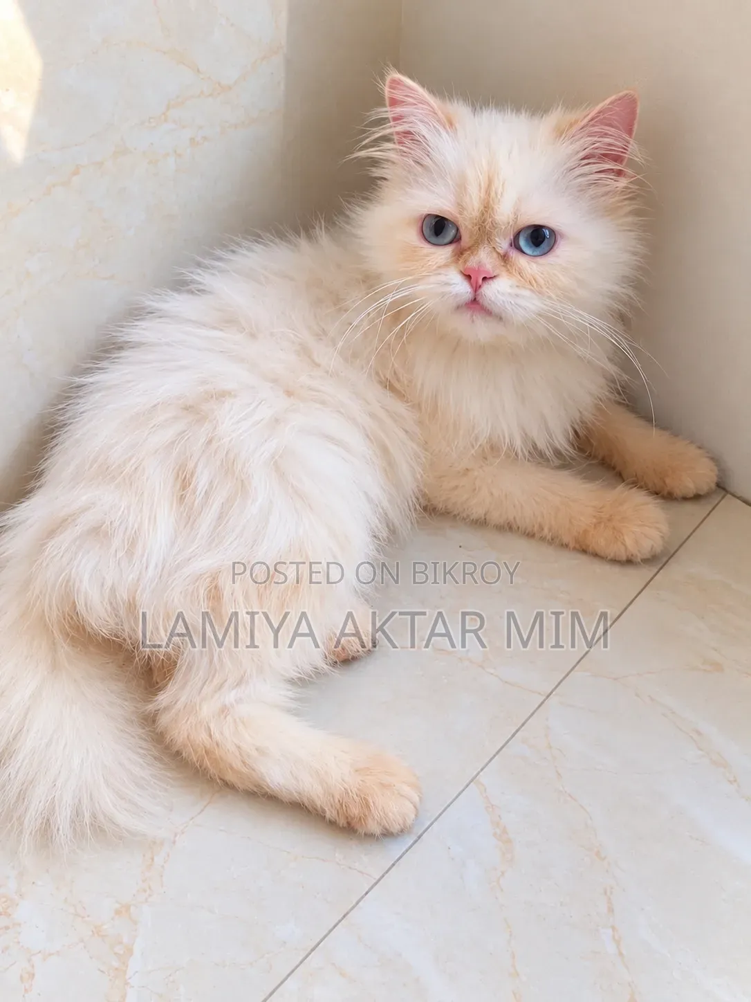 1+ year Female Purebred Persian