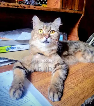 3-6 months Female Purebred Maine Coon