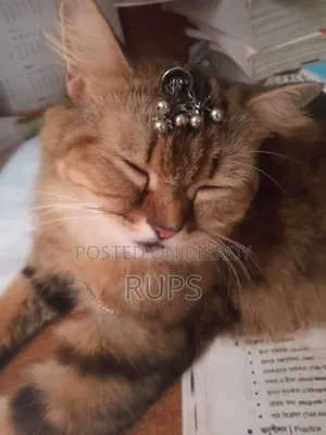 3-6 months Female Purebred Maine Coon