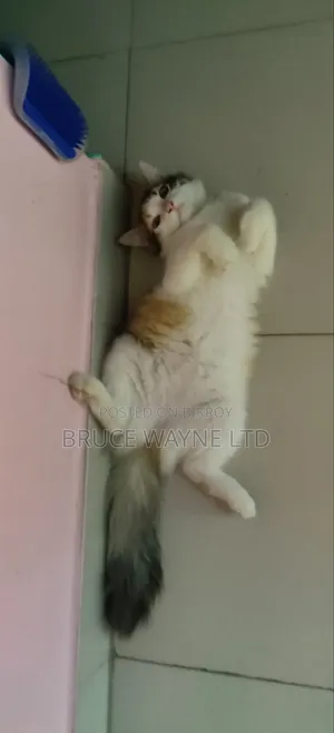 3-6 months Female Mixed Breed Persian